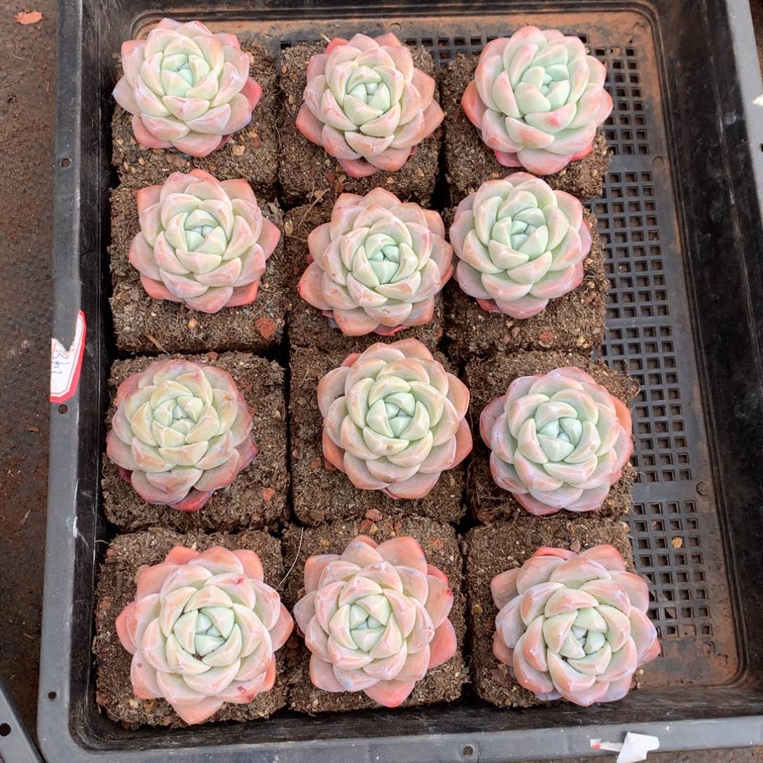 一框0000000000000冰玉