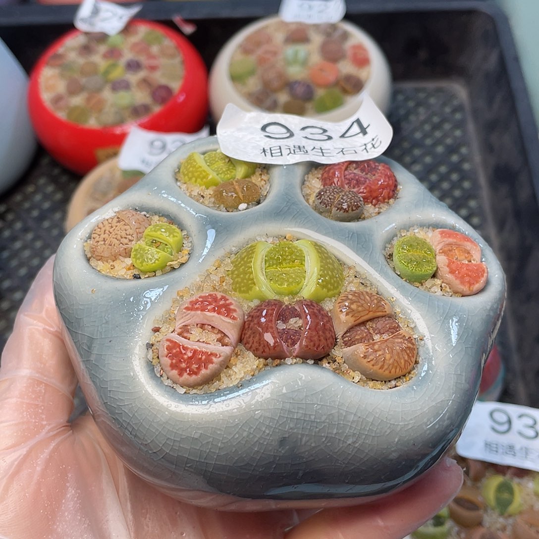 相遇生石花专拍934