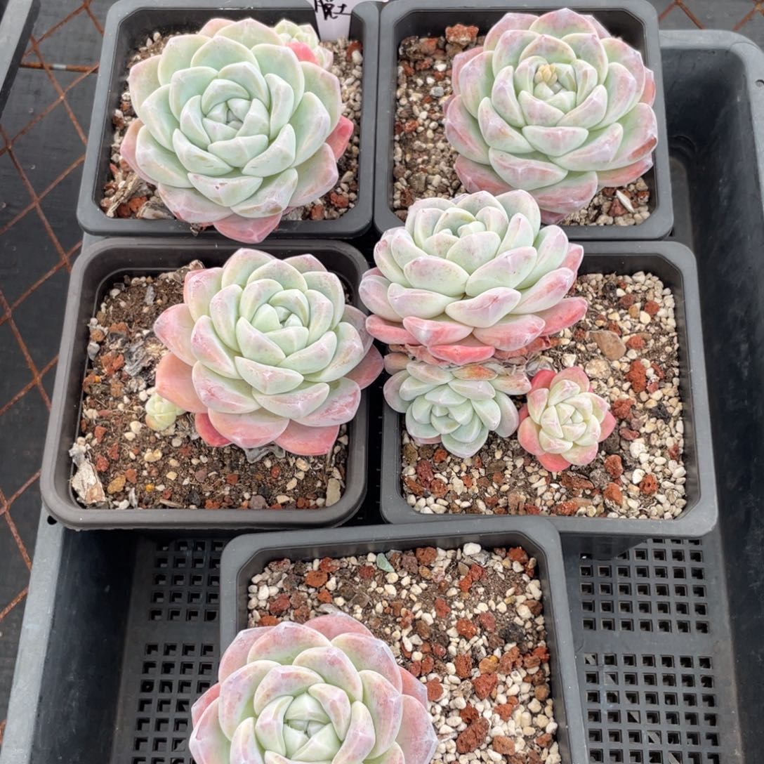 不包整散 盆子不售后2512