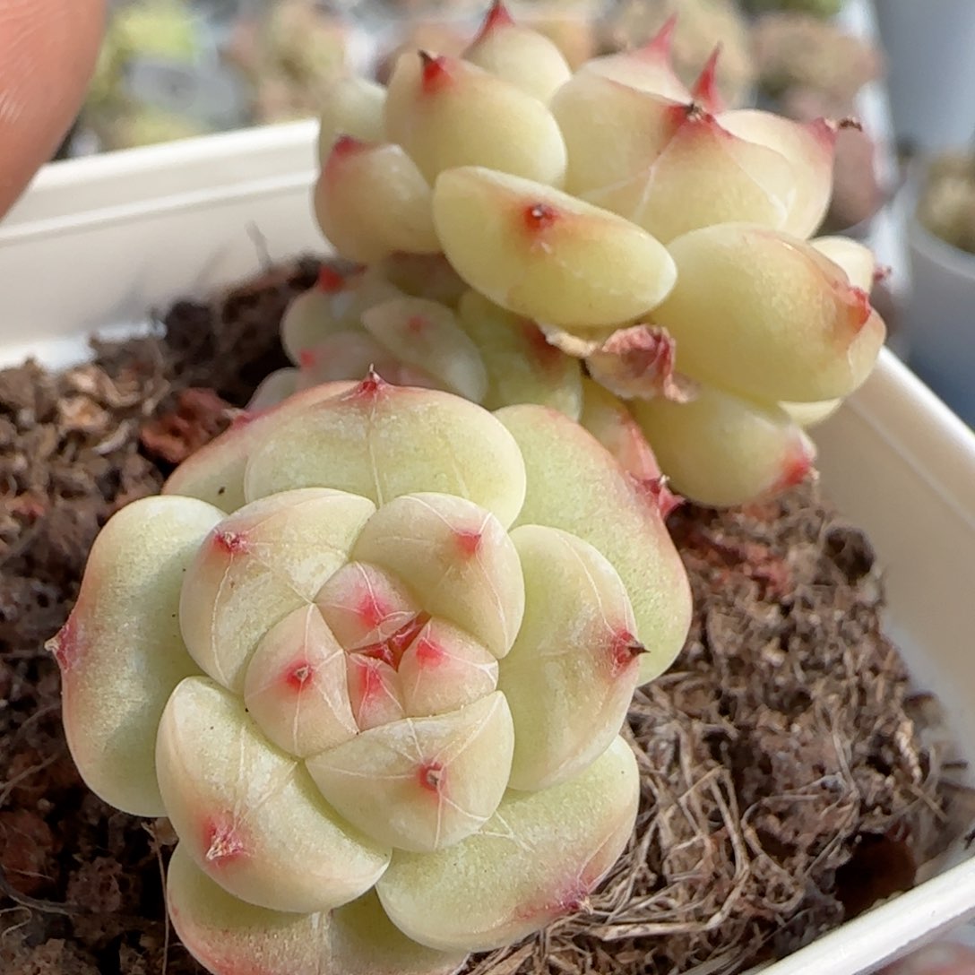 【闪购商品】0117-91糖心