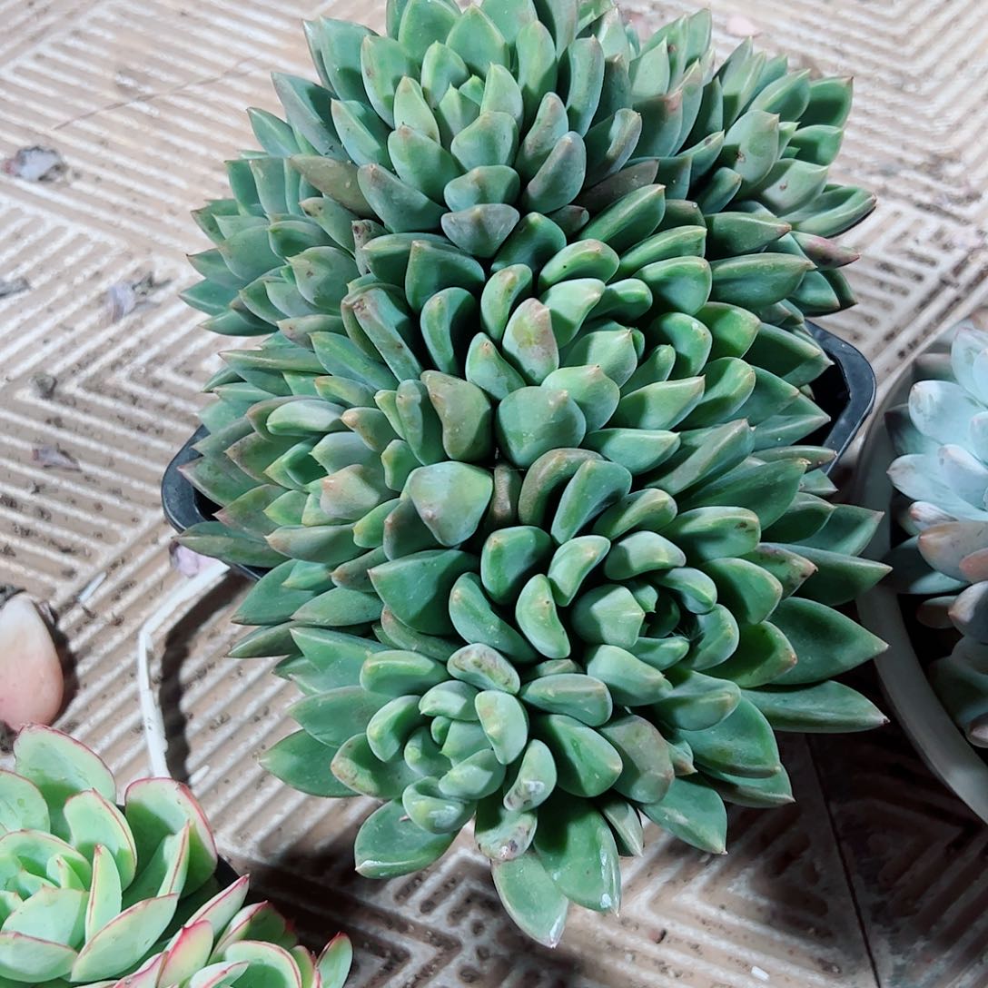 红象牙老桩多肉植物