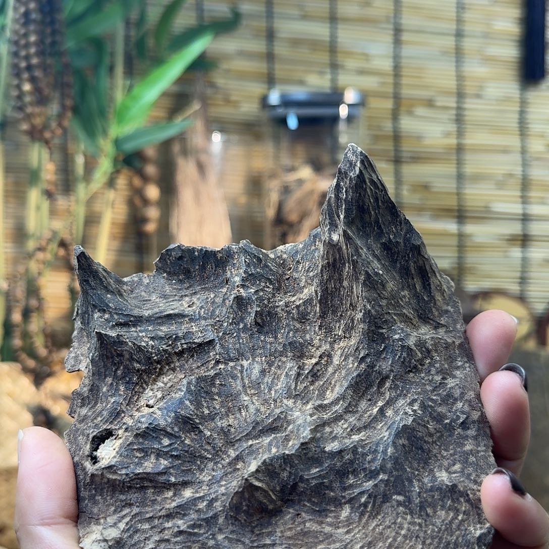 沉香沉香碎屑沉香老顶43g