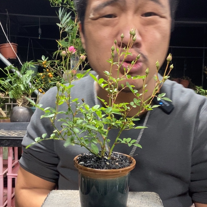 以实际为准盆景绿植盆栽85