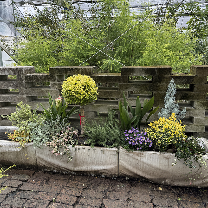 罗曼的花园低维护花境组合盆栽苗彩叶观叶耐寒耐热长效花境绿植