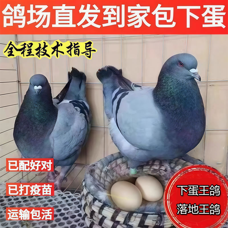 L鸽子活体一对落地王鸽子纯种大体观赏鸽活体生鲜肉鸽信鸽青年鸽