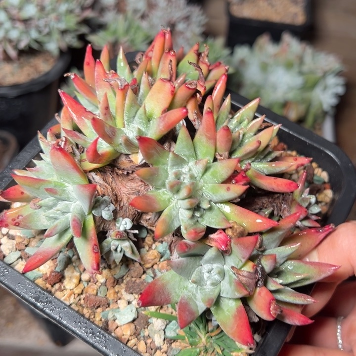 117抗压哈哈哈哈哈哈哈哈