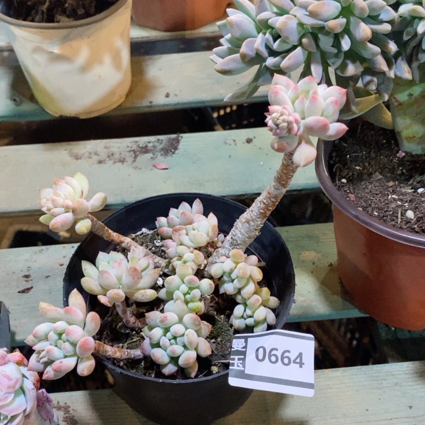 【闪购商品】明珠美人0664