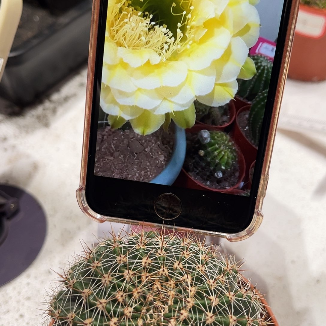 彩草28号黄白7公分左右