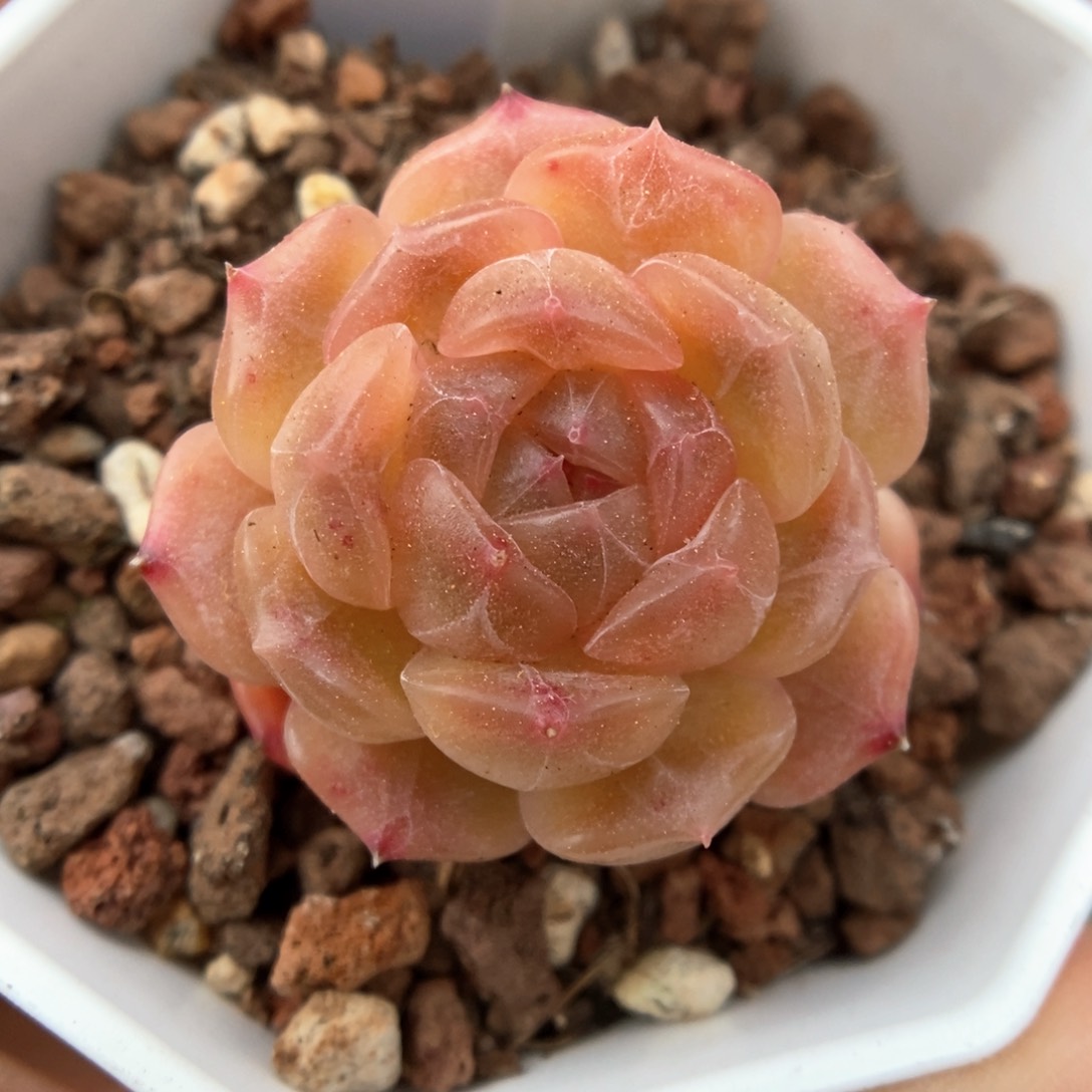 白色恋人可拍372号。 