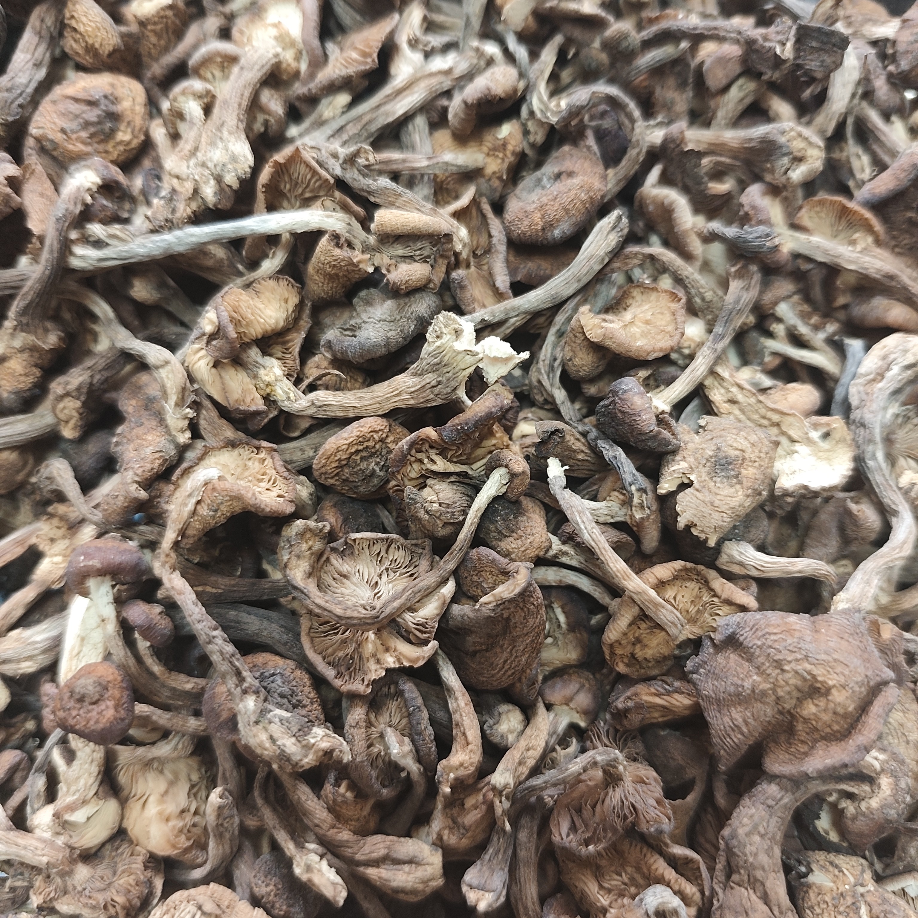 野生干 榛蘑丁 榛蘑丁 可用于小鸡炖蘑菇