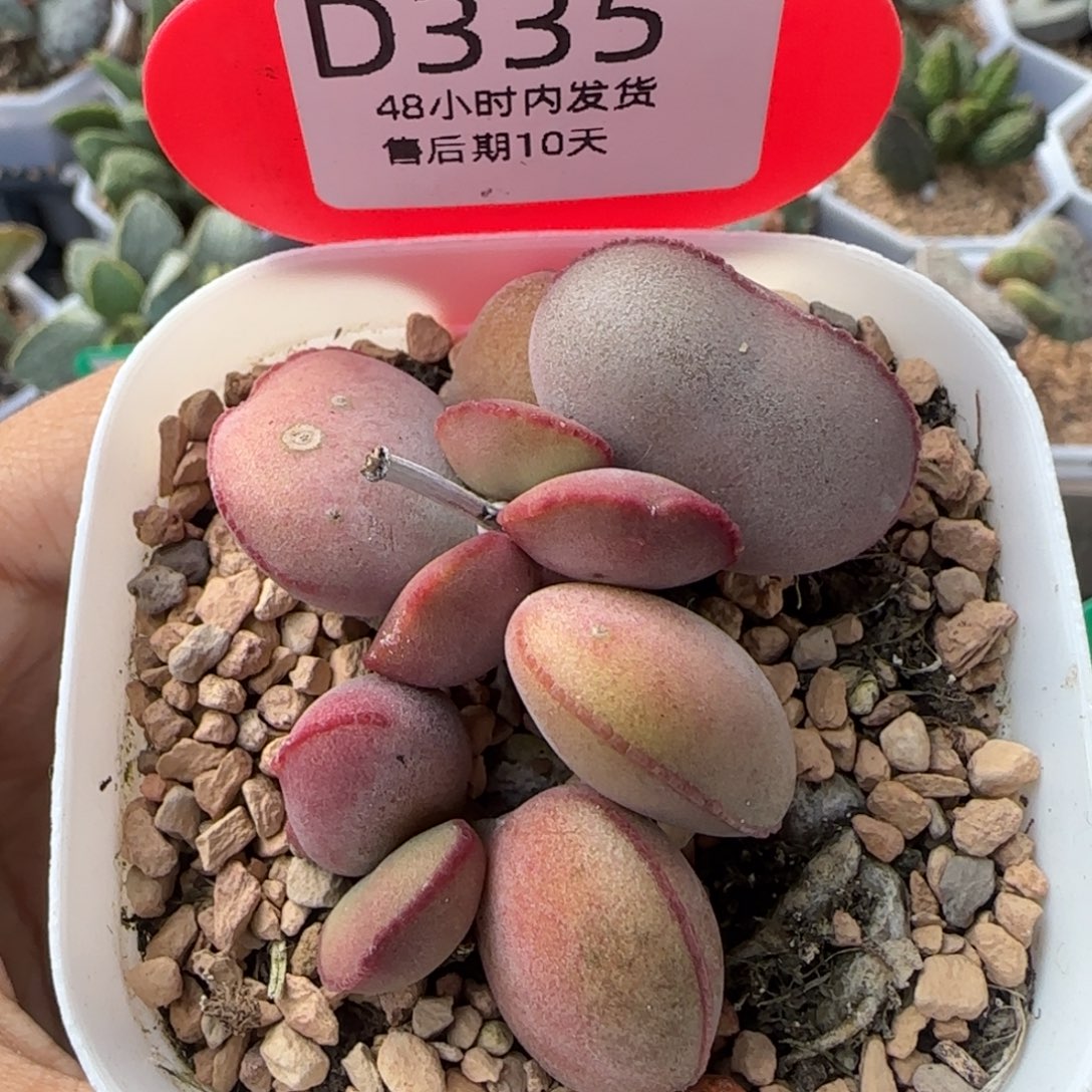 福利多肉。    335。 