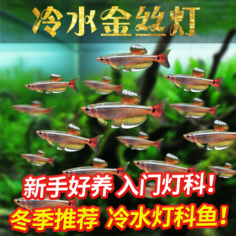 冷水鱼观赏鱼白云金丝灯鱼人工繁殖新手耐活好养小型鱼原生鱼耐寒