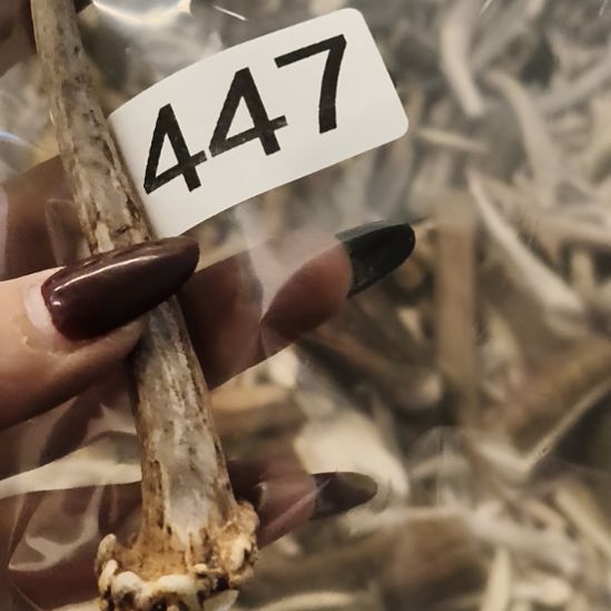 禁***区鹿角鹿角鹿角鹿角鹿角鹿角