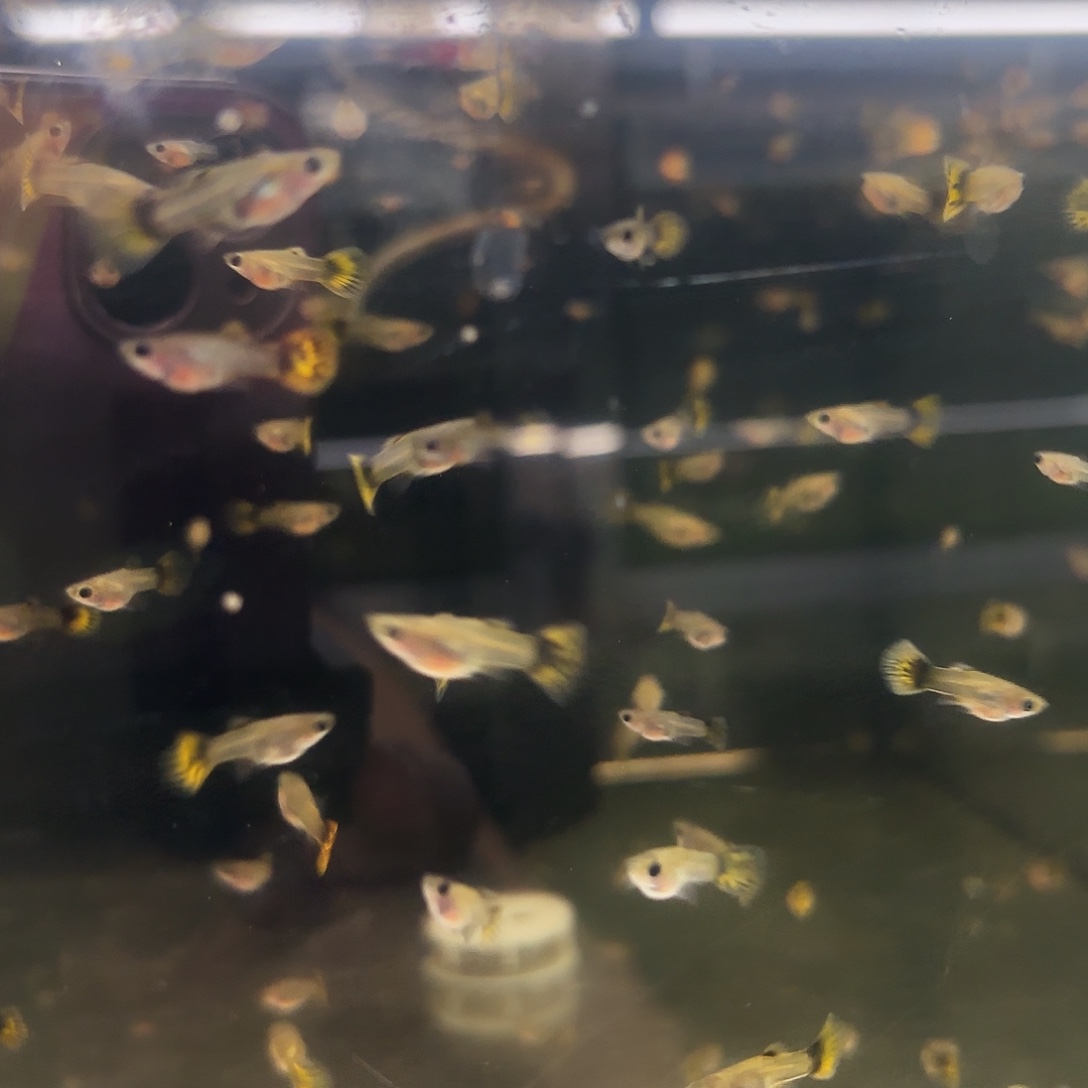 孔雀鱼小蜜蜂苗子6条