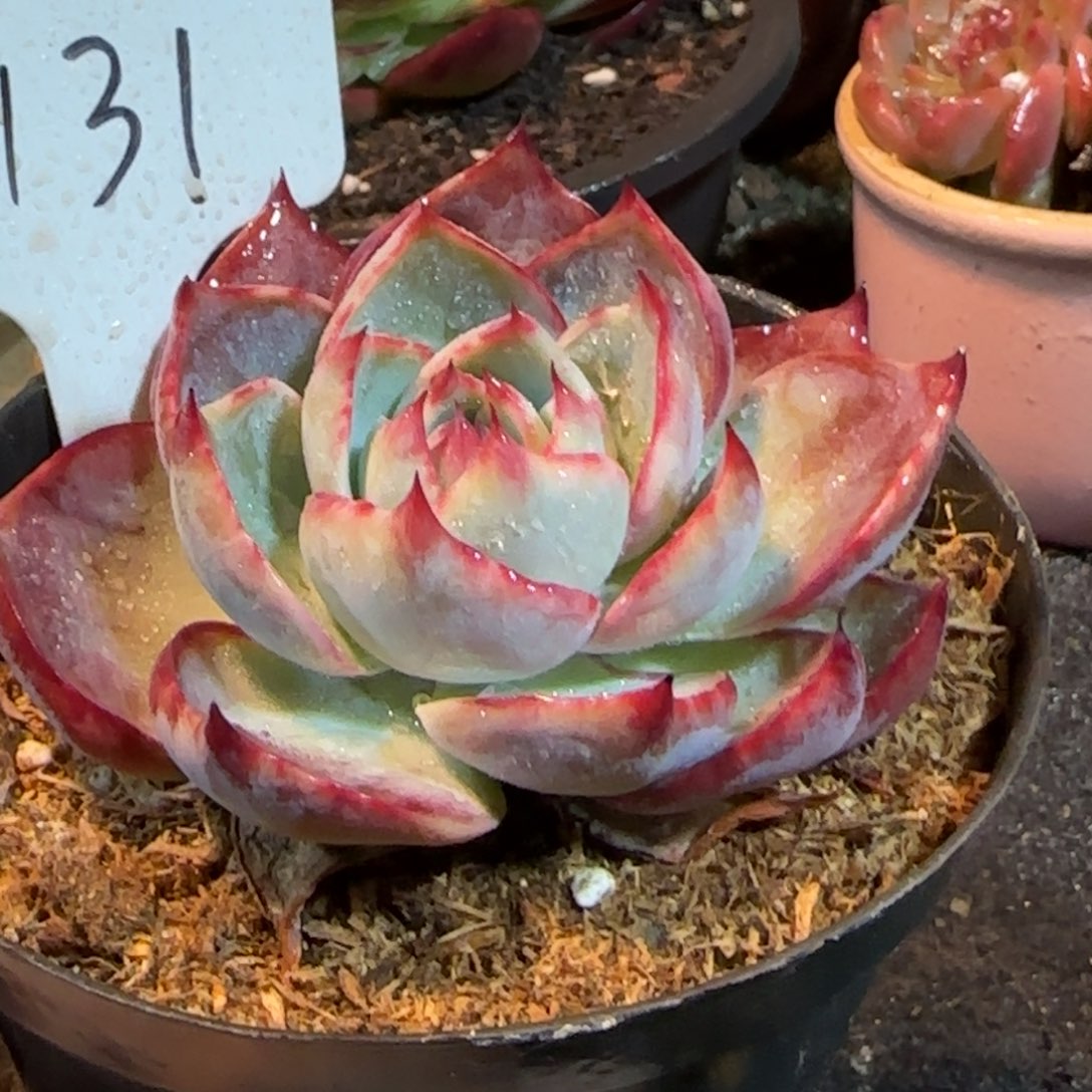 惊鸿一物一拍包装收缩花旱131