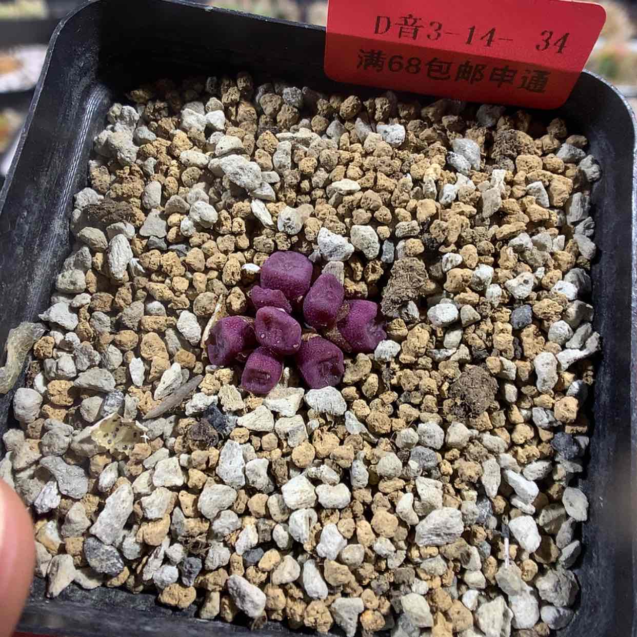 【闪购商品】3-14-34 方碗肉肉 30