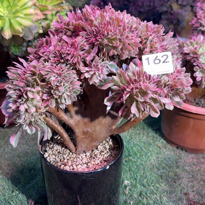 青苹果法师锦缀化162