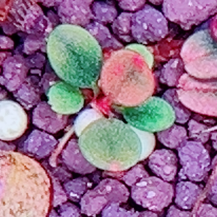 福利50福利一头植物