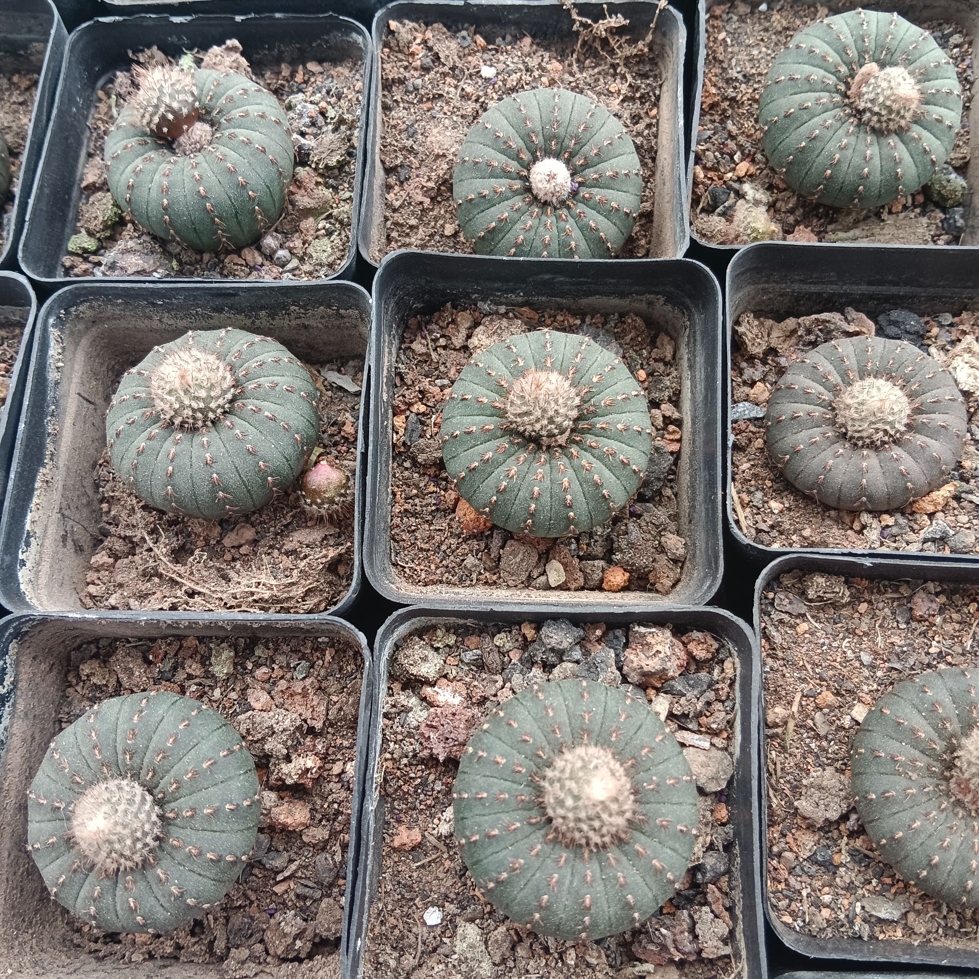 两个大型士童（脱土脱盆发货）一单包邮，偏远除外