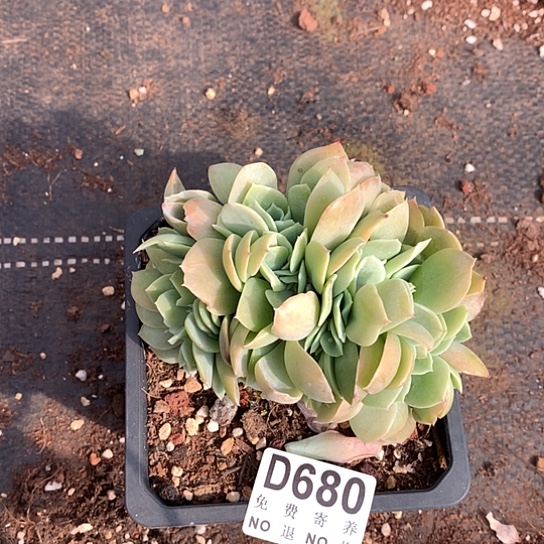 白玉兰缀化680 亏本处理38包邮退款拉黑7-8天发货