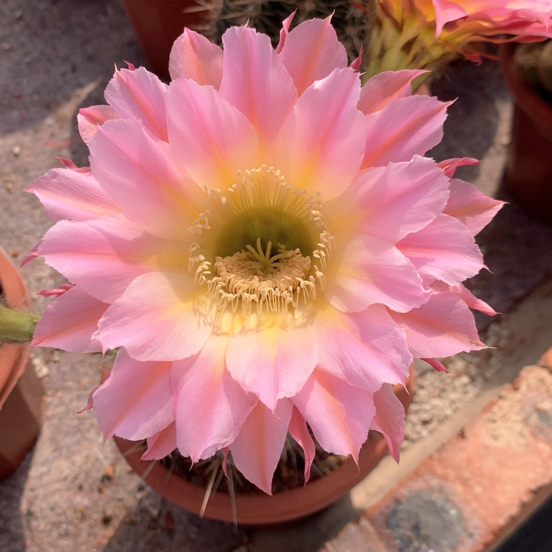 飞**9460实生彩草15公分杯