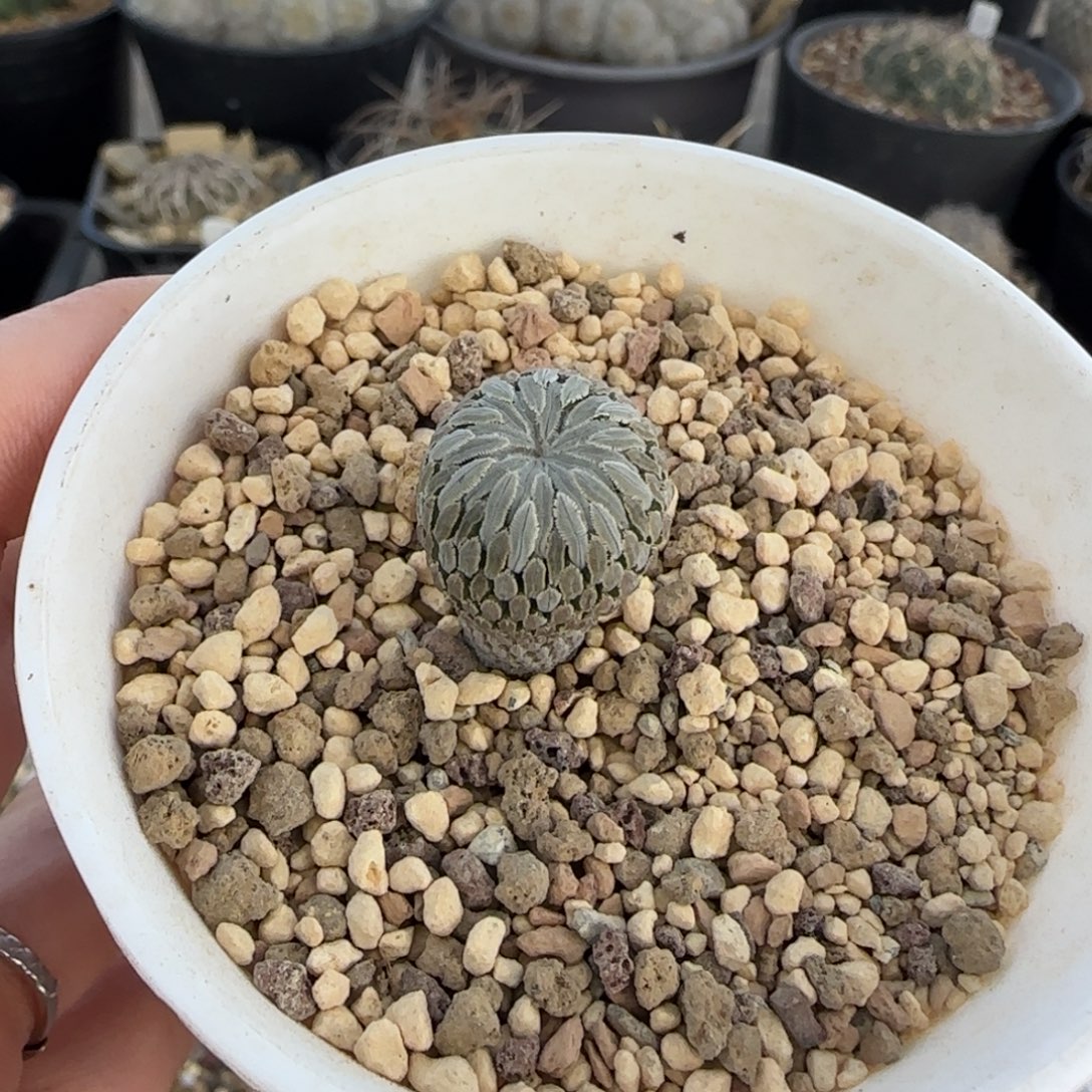 海***魂601实生精巧丸多肉1.5