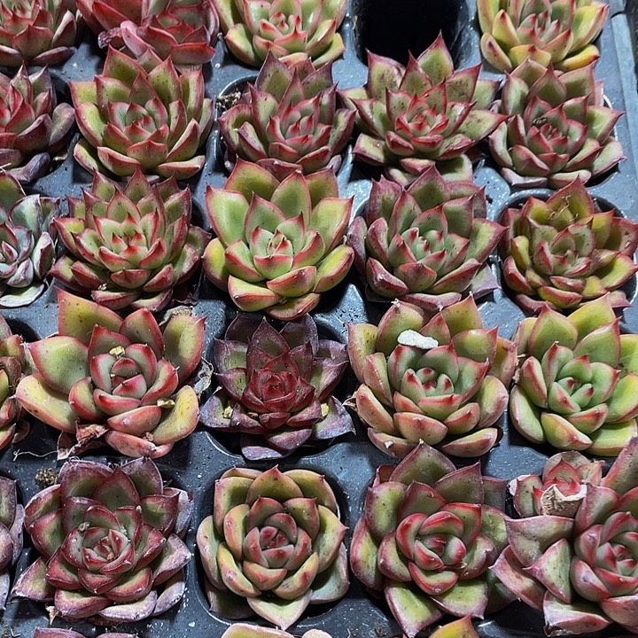 小红心1元带土发货