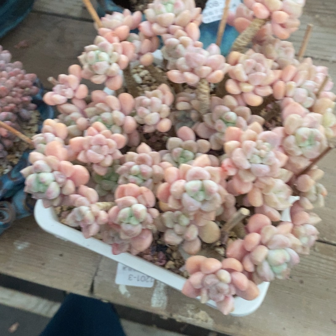 多肉群漂亮的粉色