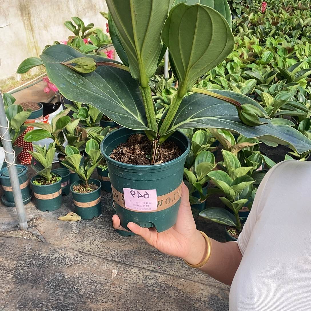 木本植物木本花卉649