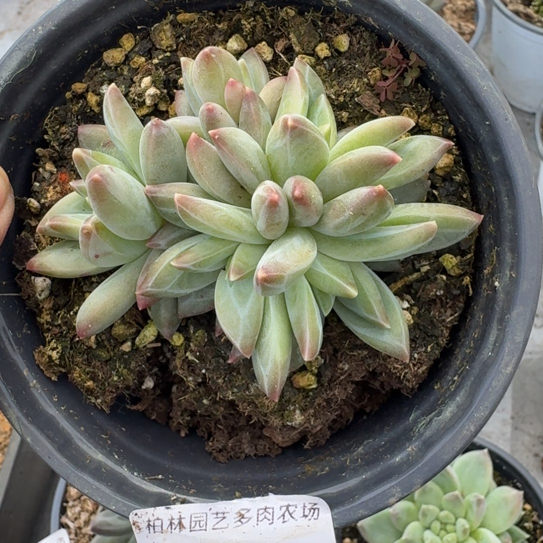 069 美人杂交 一物一拍