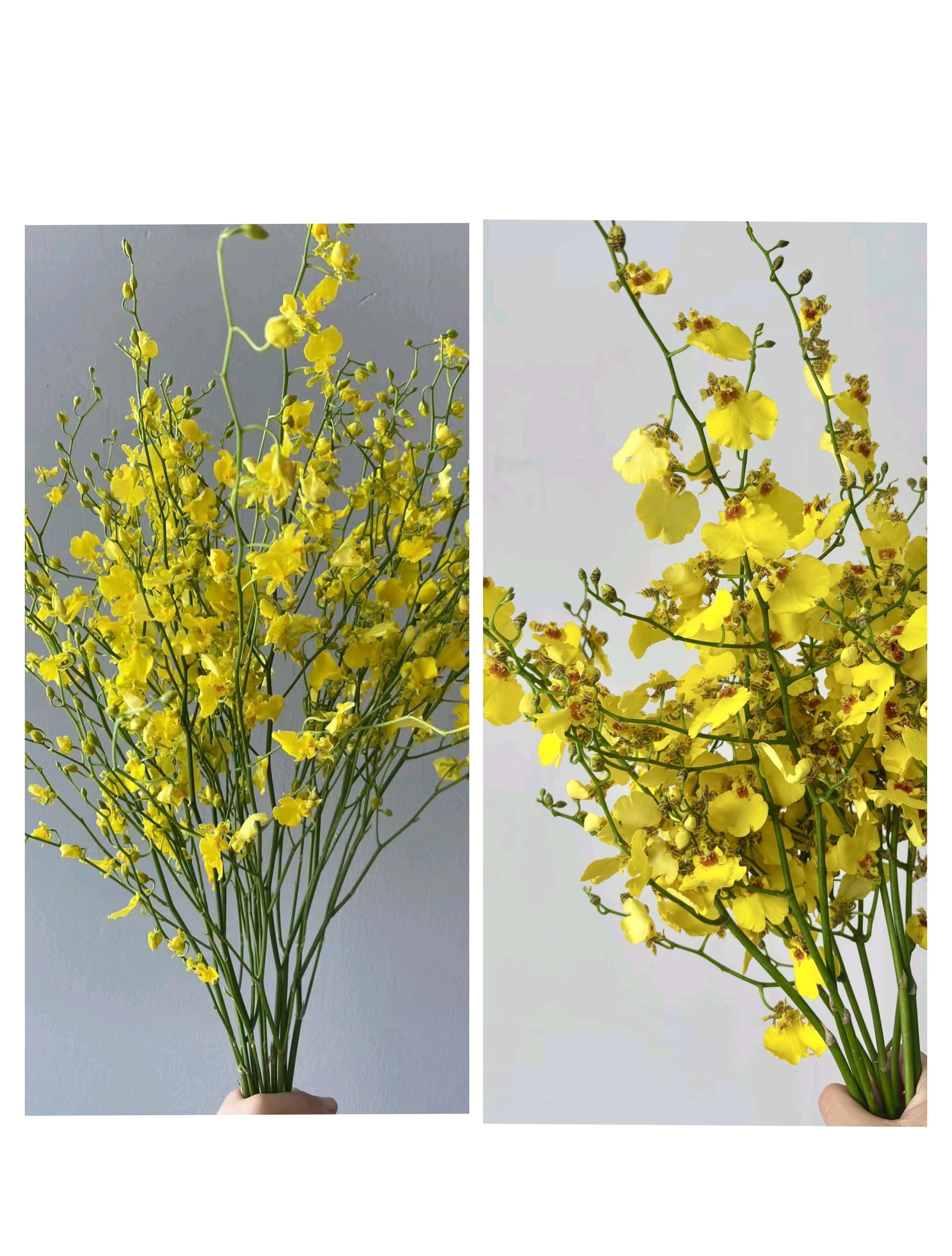 【买一送一】 跳舞兰一把   花期特别长  高档配花  家养水养