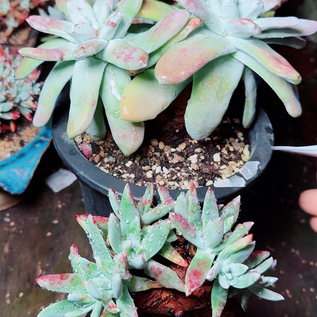 1233两颗一起多肉