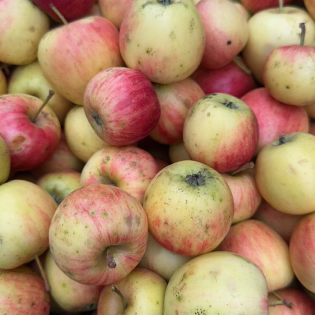 （走夷方现收）云南高海拔-花红（脆甜多汁）