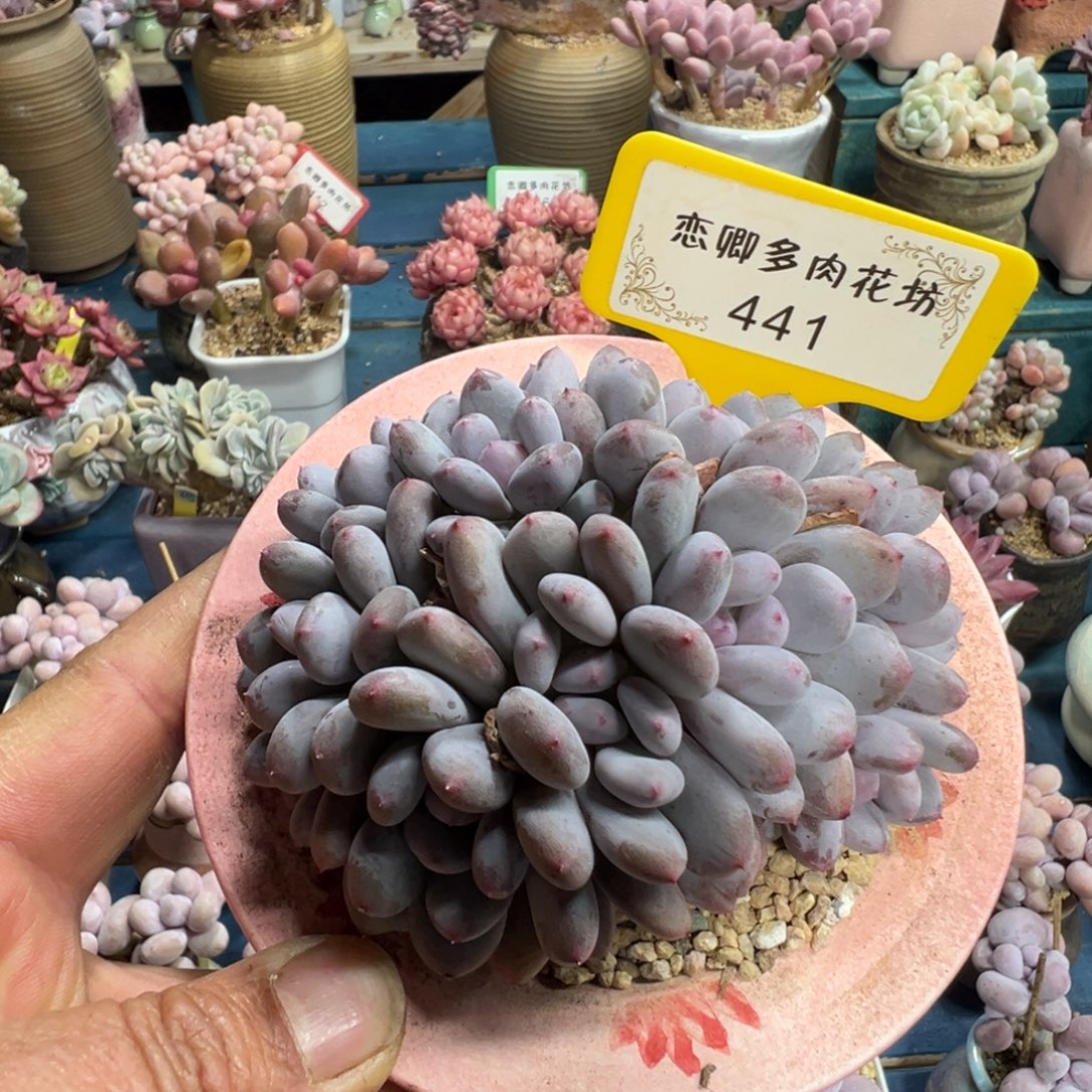 441号香香雪多头无砍