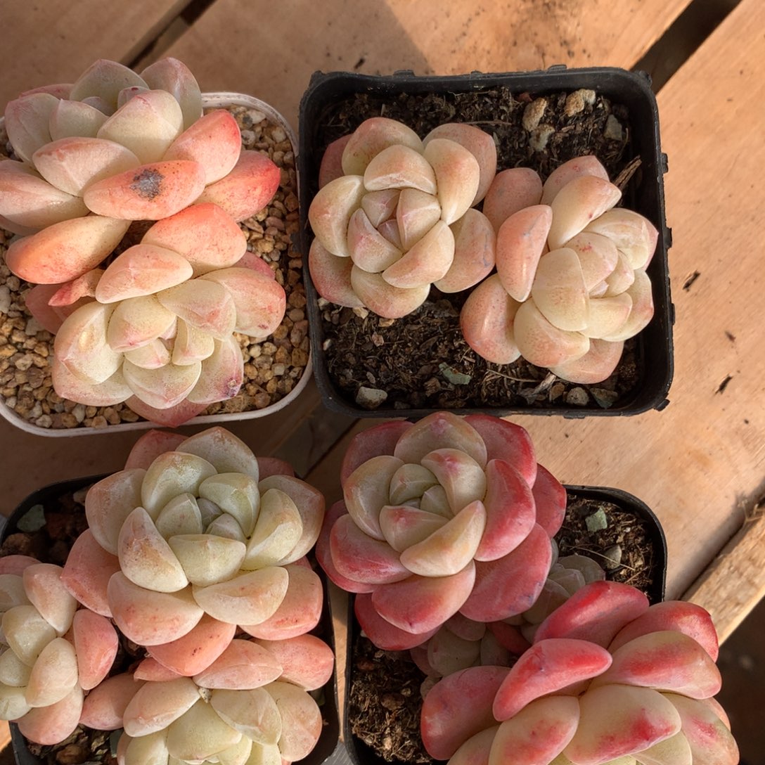 真***理真理专拍，一物一拍