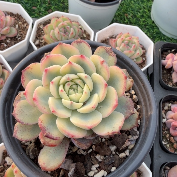 蓝姬莲锦两颗。             