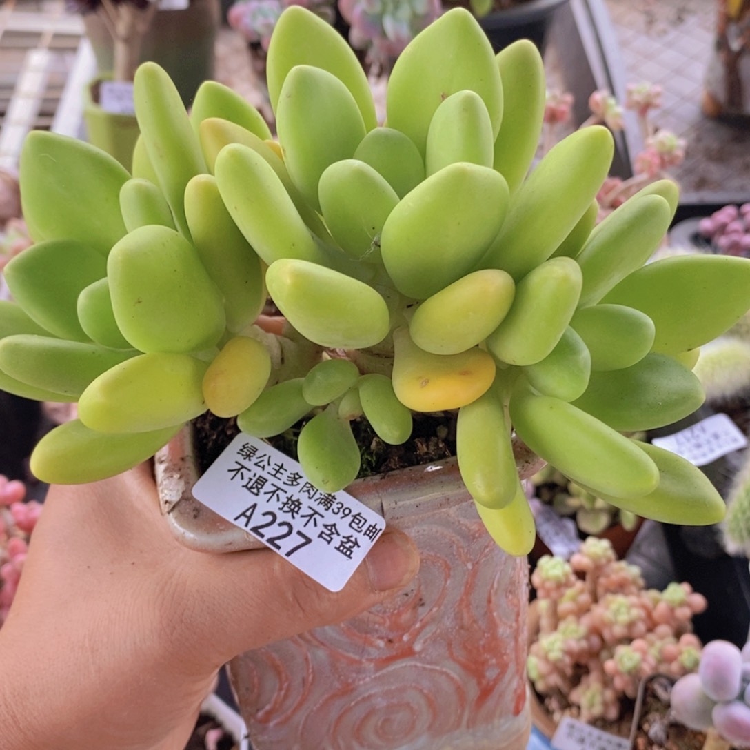 芒果奶14cm227多肉植物