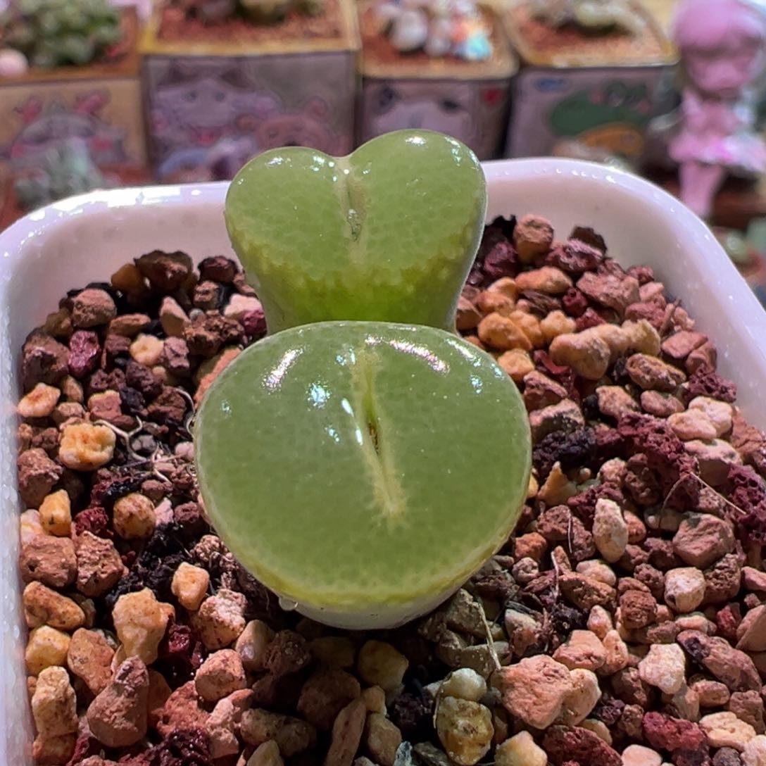 0139，绿安格，肉锥植物