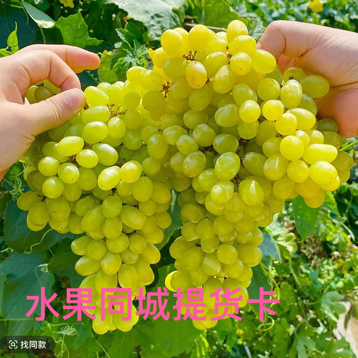 【同城水果提货卡】吐鲁番无核白葡萄新鲜现摘应季无籽