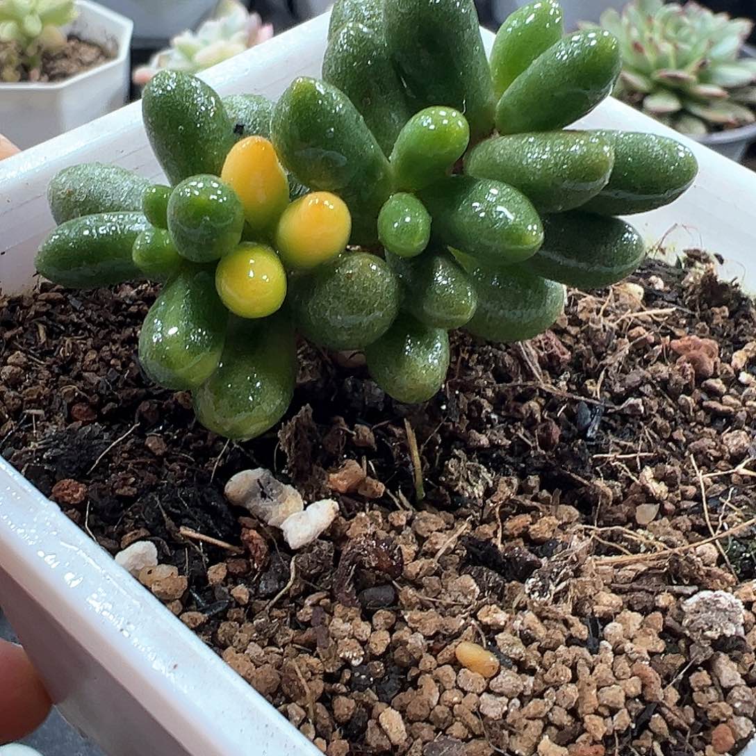 绿龟之卵锦 小方花圃一物一拍