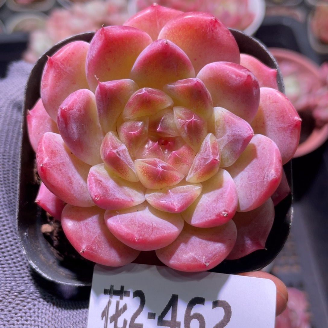 花利美2-462秘境冰魄