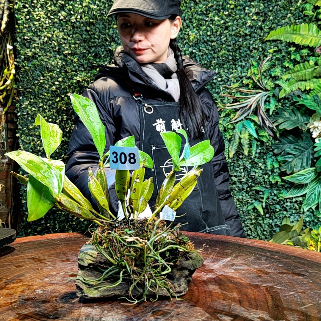 【闪购商品】四角白法式，美杜莎，匙唇兰花