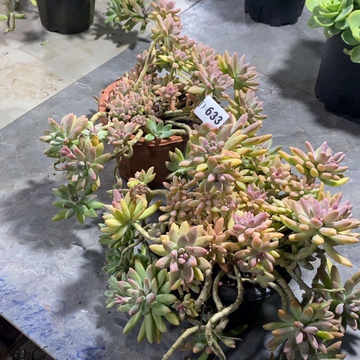 芹***儿633秋丽多肉植物2颗