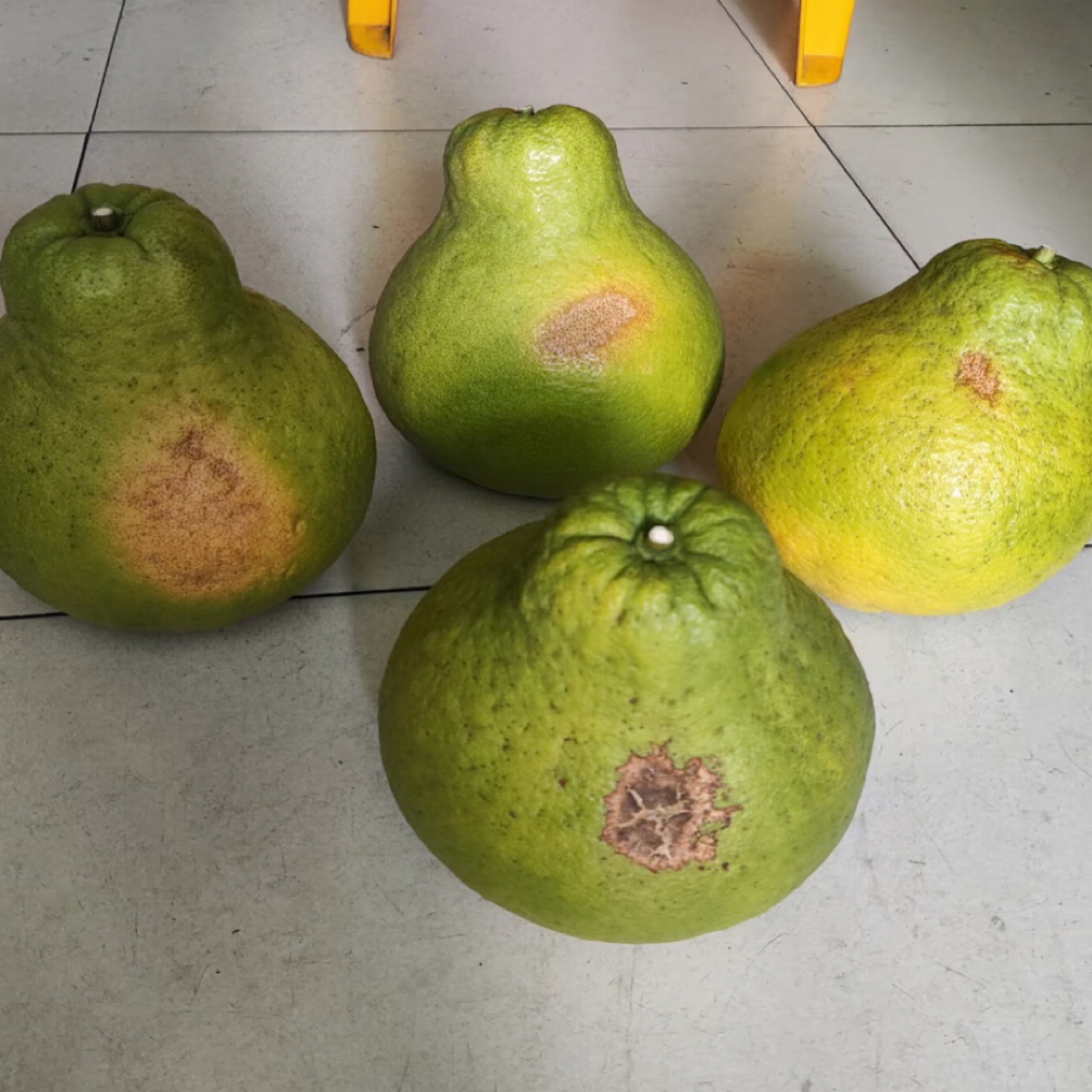 广东梅州梅县沙田柚（放一个星期以上辞水反糖口感更好）