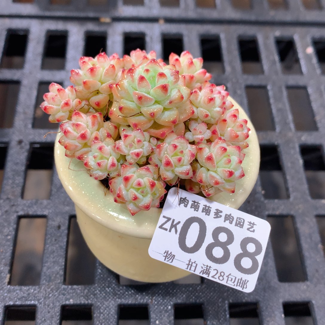肉萌萌拇指盆精控多肉ZK088