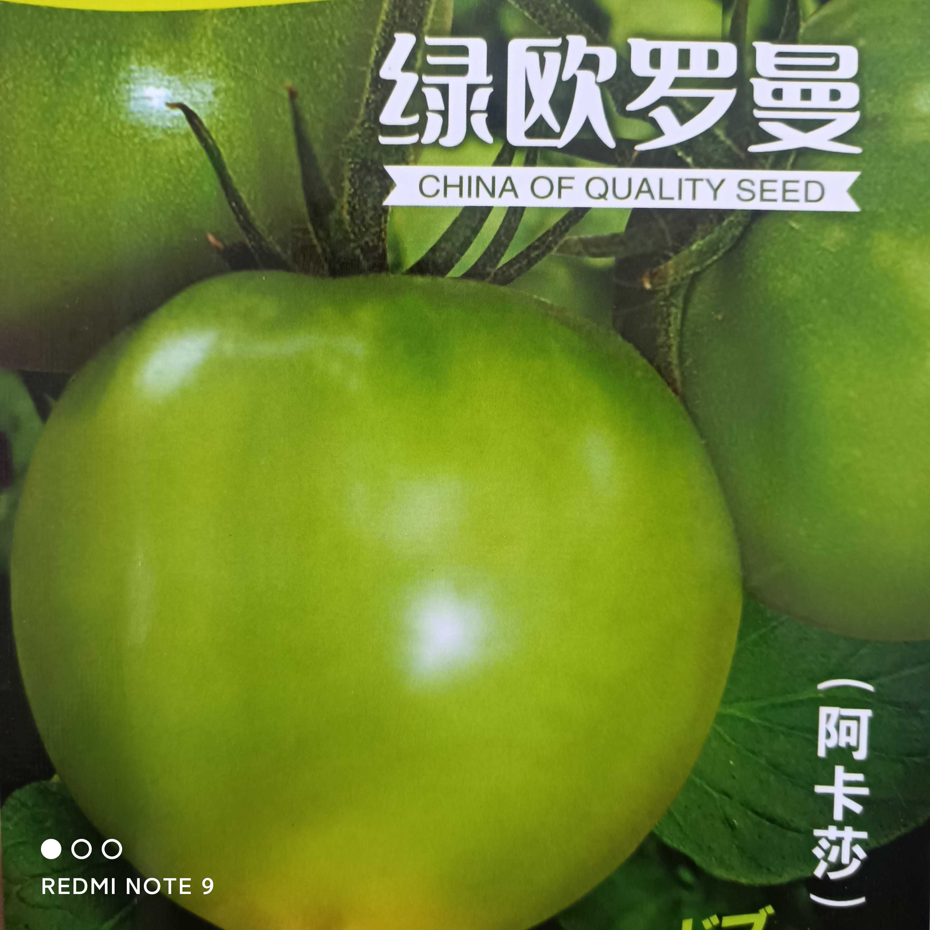 青苹果西红柿蔬菜（阿卡莎）绿欧罗曼图片西红柿购买地址水果