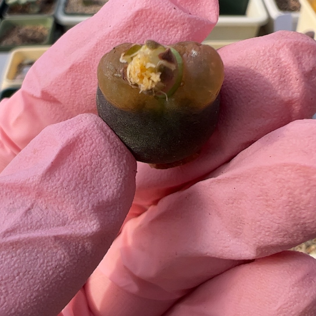 721 好看的多肉冲冲冲