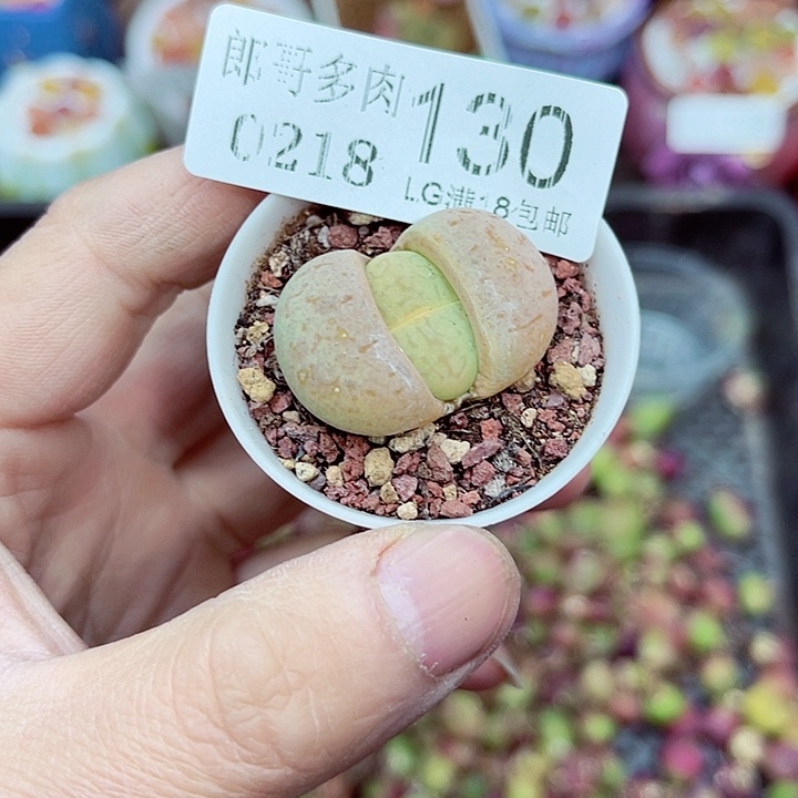 郎哥多肉生石花18-130