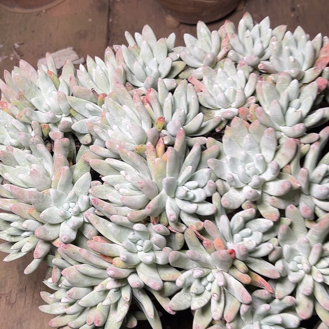 2607登西拇指仙女杯多肉