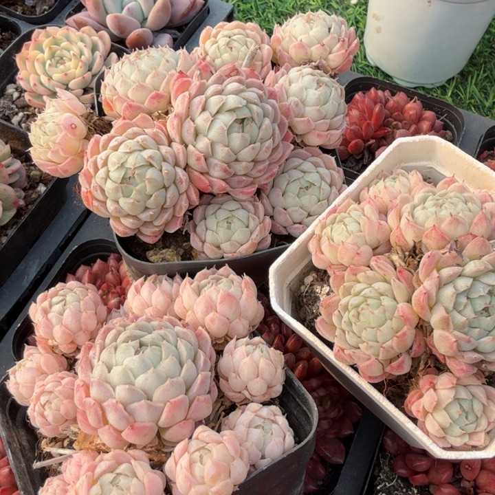 羊脂球。              